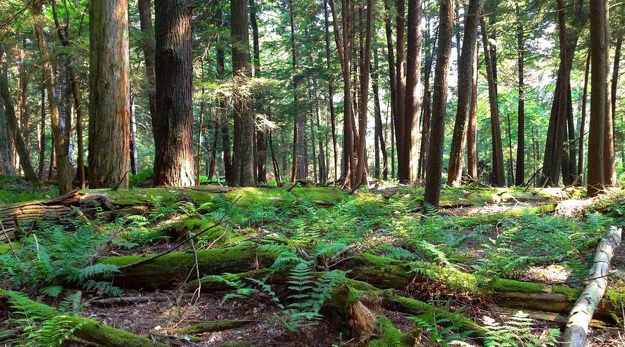 Cook Forest Old-Growth Forest