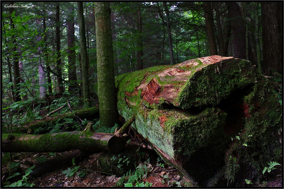 Explore Cook Forest State Park